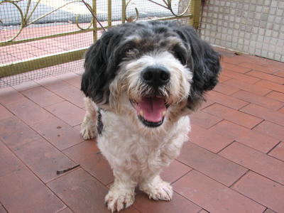 Sunday - Shih Tzu Mix Dog