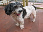 Sunday - Shih Tzu Mix Dog