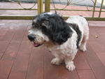 Sunday - Shih Tzu Mix Dog