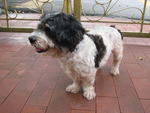 Sunday - Shih Tzu Mix Dog