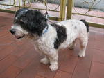 Sunday - Shih Tzu Mix Dog