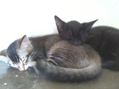 Tatam &amp; Kakak - Maine Coon + Domestic Medium Hair Cat