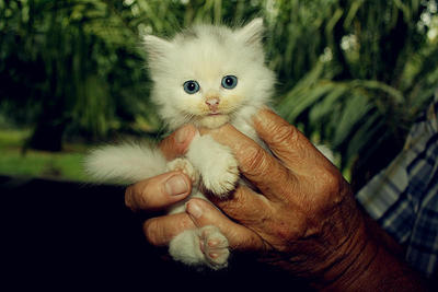 The Incredible Persian Cats  - Persian Cat