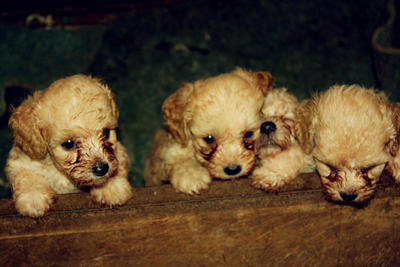 Adorable Poodle Ready For New Home - Poodle Dog