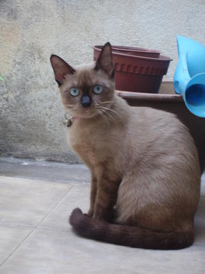 Cookie - Siamese Cat