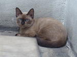 Cookie - Siamese Cat