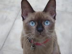 Cookie - Siamese Cat