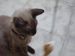 Cookie - Siamese Cat