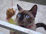 Cookie - Siamese Cat