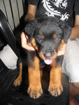 PF28165 - Rottweiler Dog