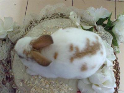 Mini Rex Buck - Mini Rex Rabbit