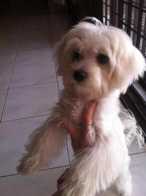 4month Cute Male Maltese - Maltese Dog