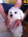 4month Cute Male Maltese - Maltese Dog