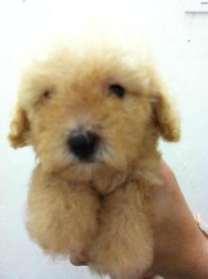 PF28196 - Poodle Dog