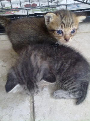 Grey &amp; Brown - Domestic Short Hair Cat