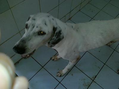 Candee - Dalmatian Dog