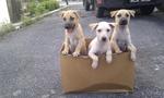 Browny, Whitney, Pony - Mixed Breed Dog