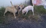 Browny, Whitney, Pony - Mixed Breed Dog