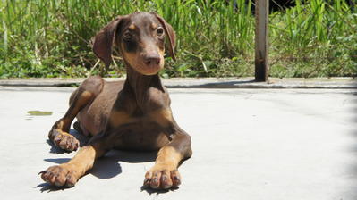 Dobermann Puppies For Sale - Doberman Pinscher Dog