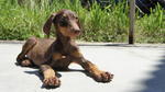 Dobermann Puppies For Sale - Doberman Pinscher Dog