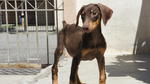 Dobermann Puppies For Sale - Doberman Pinscher Dog