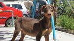 Dobermann Puppies For Sale - Doberman Pinscher Dog