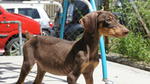 Dobermann Puppies For Sale - Doberman Pinscher Dog