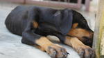 Dobermann Puppies For Sale - Doberman Pinscher Dog