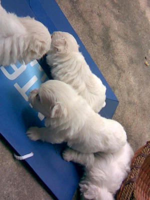 Maltese.dogs..pup - Maltese Dog