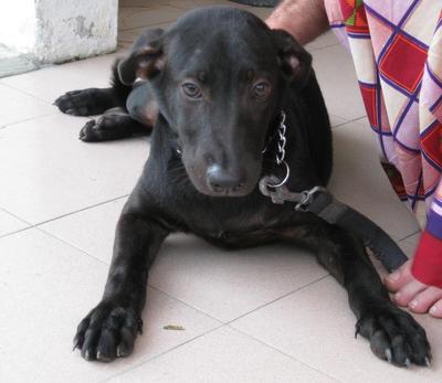 Hund (Blackberry) Lost In Ss7 Pj - Mixed Breed Dog