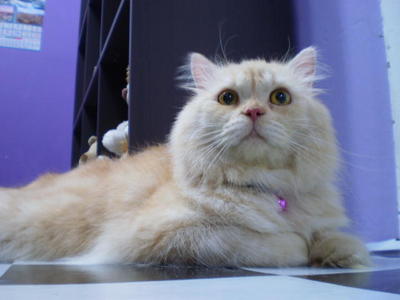 Ray Ray - Persian + Himalayan Cat