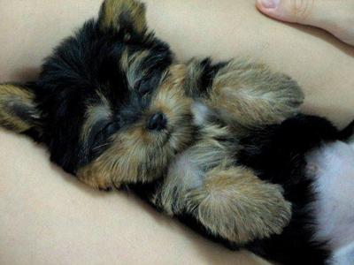 Yogurt - Australian Terrier Dog