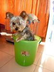 Yogurt - Australian Terrier Dog