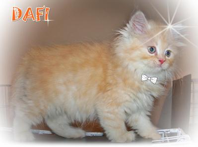 Dafi - Sold - Persian Cat