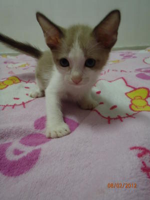 Windy - Siamese + Burmese Cat