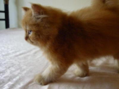 Ginger - Persian Cat