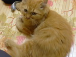 Ginger - Persian Cat