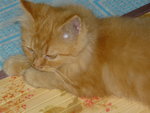 Ginger - Persian Cat