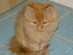 Fifi Da Blue - Persian Cat