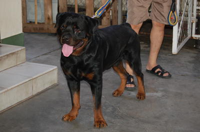 Rottweiler Puppy - Rottweiler Dog