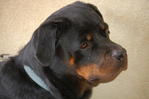 Rottweiler Puppy - Rottweiler Dog