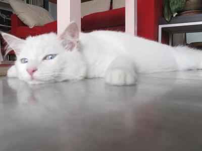 Snoopy - Persian + British Shorthair Cat