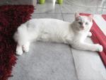 Snoopy - Persian + British Shorthair Cat