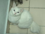 Snoopy - Persian + British Shorthair Cat