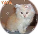 Yaya - Sold - Persian Cat