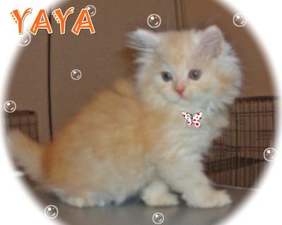 Yaya - Sold - Persian Cat