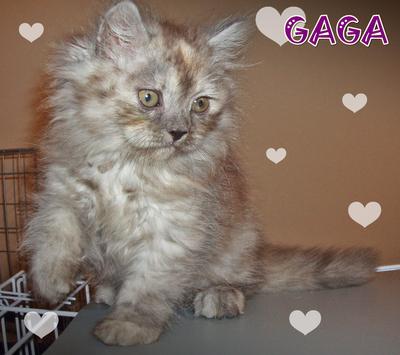 Gaga - Sold - Persian Cat