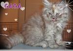 Gaga - Sold - Persian Cat