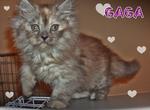 Gaga - Sold - Persian Cat