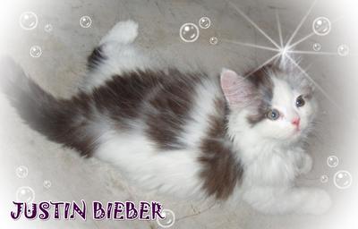 Justin Bieber - Sold - Persian Cat